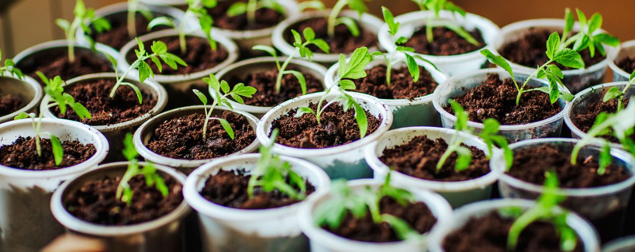 10 Reasons Your Plant Might Be Wilting