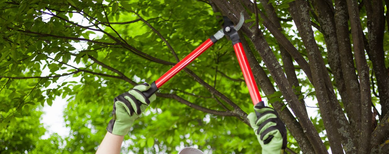 How to Prune a Tree Properly?