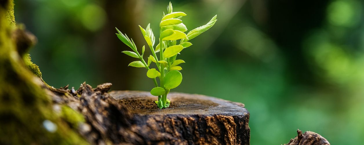 Can a Dead Tree Have Green Leaves