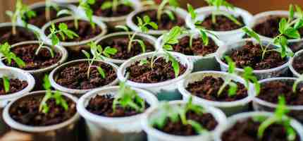 10 Reasons Your Plant Might Be Wilting