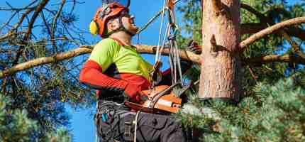How Much Does an Arborist Cost