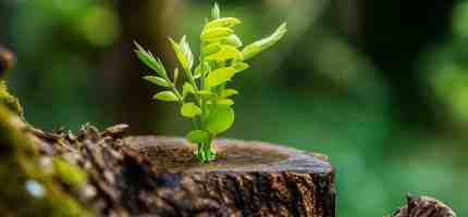 Can a Dead Tree Have Green Leaves