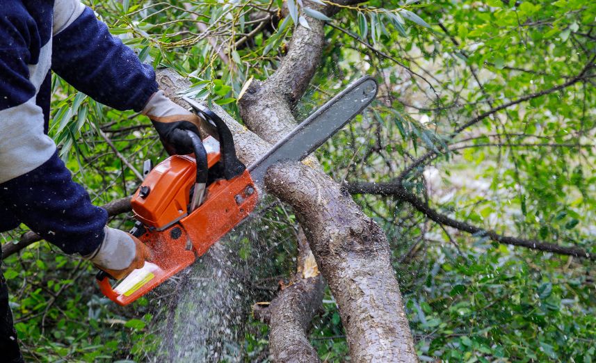 Arborists Checklist