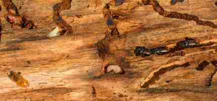 How to Get Rid of Termites